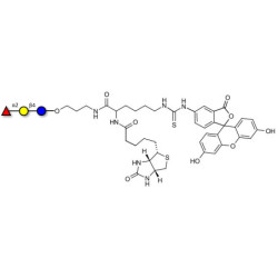 Blood group H antigen triose type 6 / 2’-Fucosyllactose (2'-FL) linked to biotin and fluorescein (Linker-BT-FLUO A)