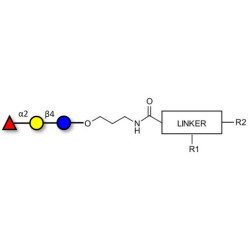 Blood group H antigen triose type 6 / 2’-Fucosyllactose (2'-FL) with customizable dual functionalization 