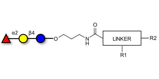 Blood group H antigen triose type 6 / 2’-Fucosyllactose (2'-FL) with customizable dual functionalization 