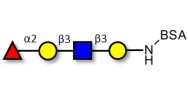 Blood group H antigen...