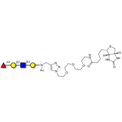 Blood group H antigen tetraose type 1 linked to biotin (Linker-BT A)