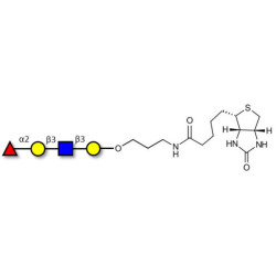 Blood group H antigen tetraose type 1 linked to biotin (Linker-BT B)