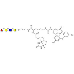 Blood group H antigen tetraose type 1 linked to biotin and fluorescein (Linker-BT-FLUO A)