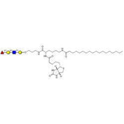 Blood group H antigen tetraose type 1 linked to biotin and stearic chain (Linker-BT-STEA A)