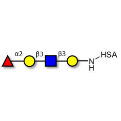 Blood group H antigen tetraose type 1 grafted on HSA