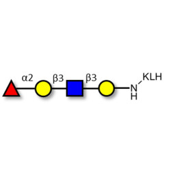 Blood group H antigen tetraose type 1 grafted on KLH