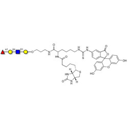 Blood group H antigen tetraose type 2 linked to biotin and fluorescein (Linker-BT-FLUO A)