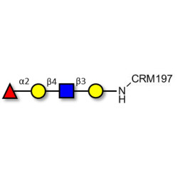 Blood group H antigen tetraose type 2 grafted on CRM197