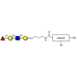 Blood group H antigen tetraose type 2 with customizable dual functionalization 