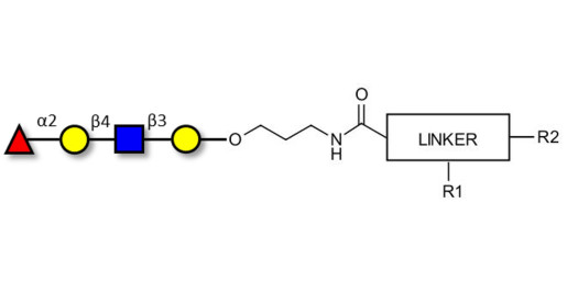 Blood group H antigen tetraose type 2 with customizable dual functionalization 