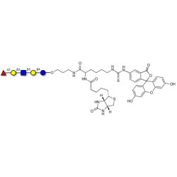 Lacto-N-fucopentaose I (LNFP I) / Blood group H antigen pentaose type 1 linked to biotin and fluorescein (Linker-BT-FLUO A)