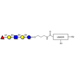 Lacto-N-fucopentaose I (LNFP I) / Blood group H antigen pentaose type 1 with customizable dual functionalization 