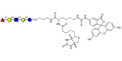 Blood group H antigen pentaose type 2 / Lacto-N-neofucopentaose I (LnNFP I) linked to biotin and fluorescein (Linker-BT-FLUO A)