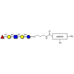 Blood group H antigen pentaose type 2 / Lacto-N-neofucopentaose I (LnNFP I) with customizable dual functionalization 