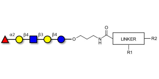 Blood group H antigen pentaose type 2 / Lacto-N-neofucopentaose I (LnNFP I) with customizable dual functionalization 