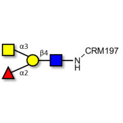 Blood group A antigen tetraose type 2 grafted on CRM197