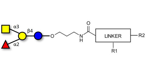 Blood group A antigen tetraose type 6 with customizable dual functionalization 