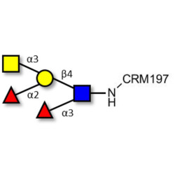 Blood group A Lewis y antigen pentaose type 2 grafted on CRM197