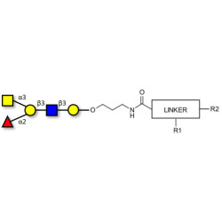 Blood group A antigen pentaose type 1 with customizable dual functionalization 