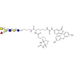 Blood group A antigen hexaose type 1 linked to biotin and fluorescein (Linker-BT-FLUO A)