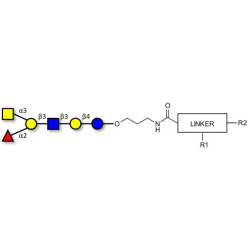 Blood group A antigen hexaose type 1 with customizable dual functionalization 