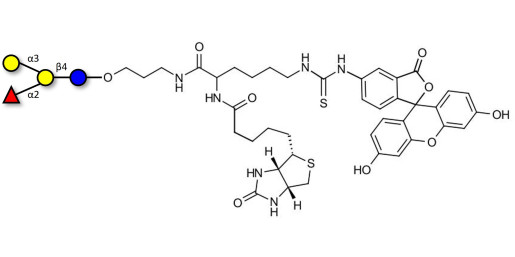 Blood group B antigen tetraose type 6 linked to biotin and fluorescein (Linker-BT-FLUO A)