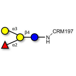 Blood group B antigen tetraose type 6 grafted on CRM197