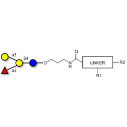 Blood group B antigen tetraose type 6 with customizable dual functionalization 