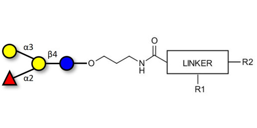 Blood group B antigen tetraose type 6 with customizable dual functionalization 