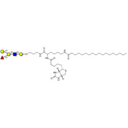Blood group B antigen pentaose type 1 linked to biotin and stearic chain (Linker-BT-STEA A)