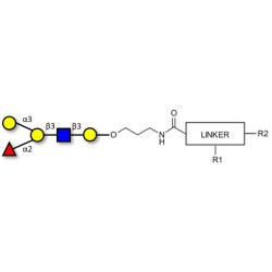 Blood group B antigen pentaose type 1 with customizable dual functionalization 