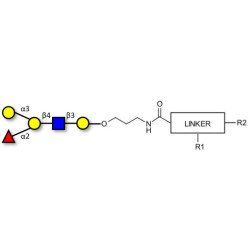 Blood group B antigen pentaose type 2 with customizable dual functionalization 