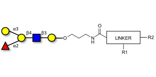 Blood group B antigen pentaose type 2 with customizable dual functionalization 