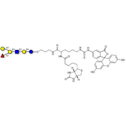 Blood group B antigen hexaose type 1 linked to biotin and fluorescein (Linker-BT-FLUO A)