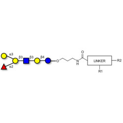 Blood group B antigen hexaose type 1 with customizable dual functionalization 