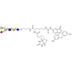 Blood group B antigen hexaose type 2 linked to biotin and fluorescein (Linker-BT-FLUO A)