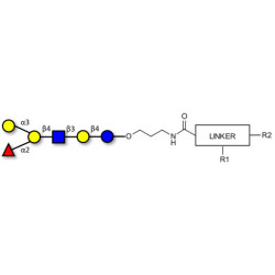 Blood group B antigen hexaose type 2 with customizable dual functionalization 