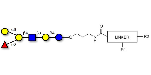 Blood group B antigen hexaose type 2 with customizable dual functionalization 