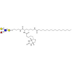 Lewis x (Lex) tetraose linked to biotin and stearic chain (Linker-BT-STEA A)