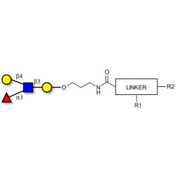 Lewis x (Lex) tetraose with customizable dual functionalization 
