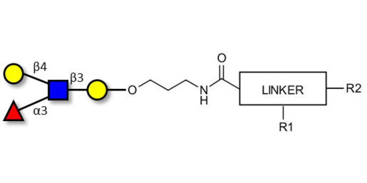 Lewis x (Lex) tetraose with customizable dual functionalization 