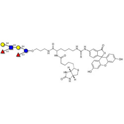 Lewis x (Lex) hexaose / Lacto-N-neodifucohexaose II (LNnDFH II) linked to biotin and fluorescein (Linker-BT-FLUO A)