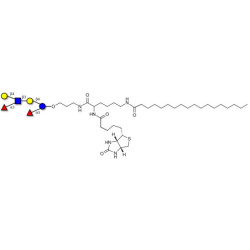 Lewis x (Lex) hexaose / Lacto-N-neodifucohexaose II (LNnDFH II) linked to biotin and stearic chain (Linker-BT-STEA A)
