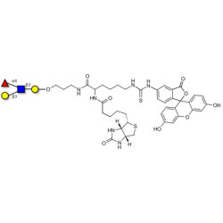 Lewis a (Lea) tetraose linked to biotin and fluorescein (Linker-BT-FLUO A)