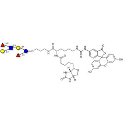 Lewis a (Lea) hexaose / Lacto-N-difucohexaose II (LNDFH II) linked to biotin and fluorescein (Linker-BT-FLUO A)