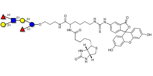 Lewis a (Lea) hexaose / Lacto-N-difucohexaose II (LNDFH II) linked to biotin and fluorescein (Linker-BT-FLUO A)