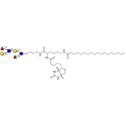 Lewis a (Lea) hexaose / Lacto-N-difucohexaose II (LNDFH II) linked to biotin and stearic chain (Linker-BT-STEA A)