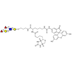 Lewis b (Leb) pentaose linked to biotin and fluorescein (Linker-BT-FLUO A)