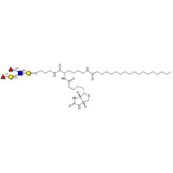 Lewis b (Leb) pentaose linked to biotin and stearic chain (Linker-BT-STEA A)