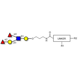 Lewis b (Leb) pentaose with customizable dual functionalization 